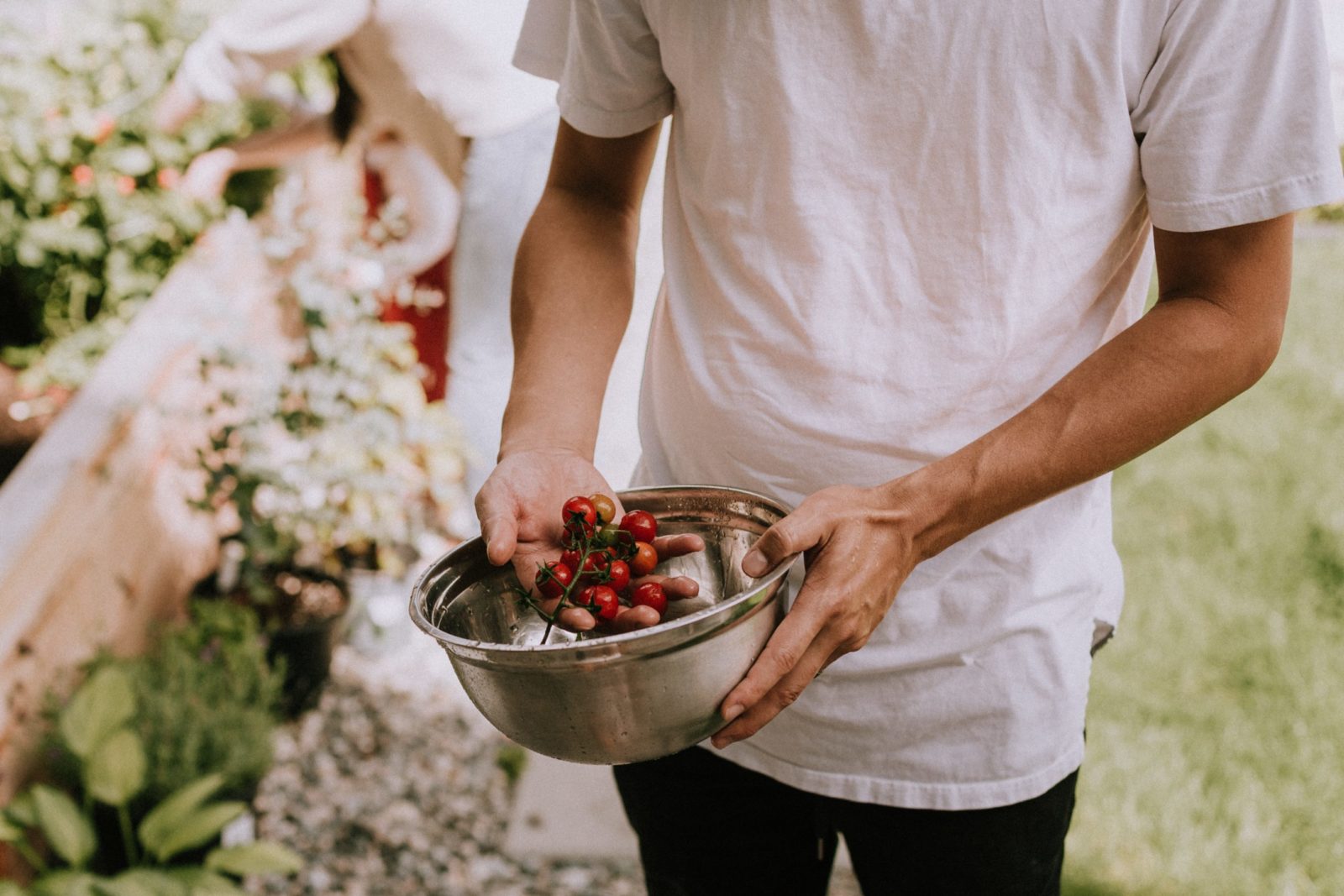 man picking cherries