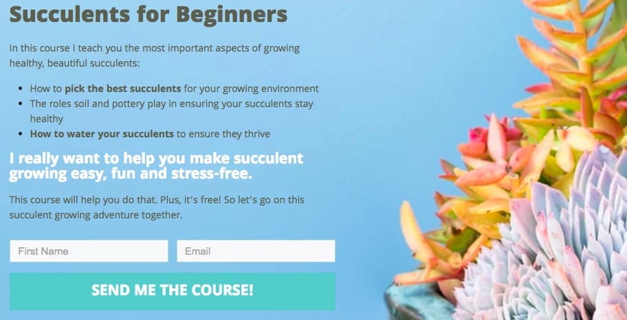 Succulents for beginners